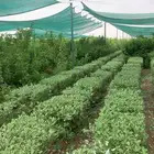 حدد حديقة بأشجار خلال دقائق