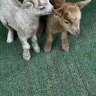 ماعز قزم امريكي تشيكي