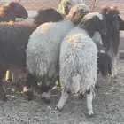 رخال نعيمي للبيع(تم البيع )