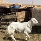فحل حري مشرط
