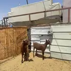 ماعز مورسيانو الاسباني