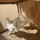 حمام شماسي تب