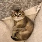 قطة سكوتش قولد انثى