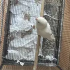 عصفور البينو روز