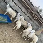 غنم حري