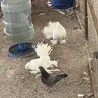 حمام شماسي