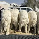 للبيع الخرفان الذبح الان في المونسية