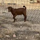 كلهاري بيور مشروع كفو
