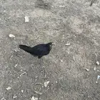 دجاج بلديه