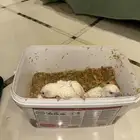 فروخ روز