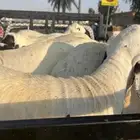 سواكن مرابي شرط كله جذعان وزن فوق 30