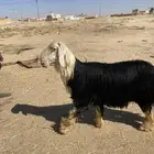 فحل نجدي صنف ومعرف سنه تو ثني شرق الدوادمي