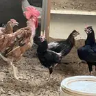 دجاج بياض