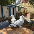 ستنايت ازرق