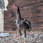 دجاج باكستاني
