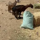 معز البيع