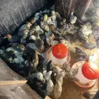 صوص دجاج العمر 10 ايام الحبه