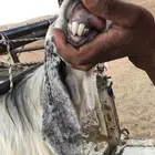معزا حيل