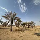 نخل منوع للبيع