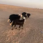 بهم نجد