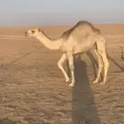 حاشي بري لباني