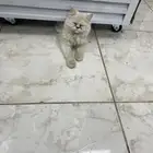 قطة بحاجه لتبني