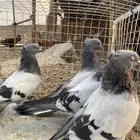 حمام تركي