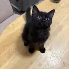 قطط كيتن شيرازي للتبني