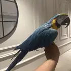 مكاو متكلم وهدد