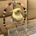 عصفور الكروان