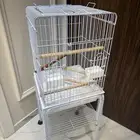 قفص ببغاء