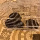 أربعه قنافذه بريه لقتل النمل والحشرات والعقارب