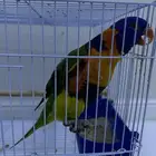 للبيع بغبغاء اللوري أنثى جاهزه للإنتاج