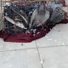 حمام فرنسي 12  جوز حمام بلدي 30 جوز على اسوم
