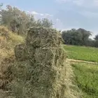 برسيم شد السعر 17