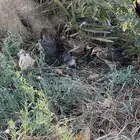 صيصان بلدي فيومي وبراهما