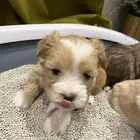 كلبة زينه للبيع معها عياله