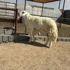 فحل حري صنف