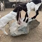 تيسين حجازي فزاخر