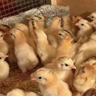 صوص بلدي فواتح