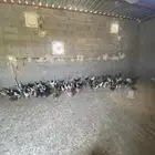 فروخ أعمار شهرين بصحه جيده