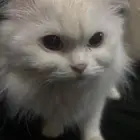 قطوه