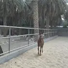 مهر