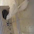 ذكرين روز البينو