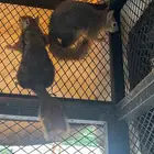 سناجب للبيع