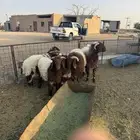 طليان نعيم
