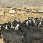 معزا عوارض دفاع وحليب بفحلها