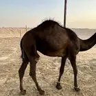 قعود مجهم مفرود