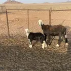 نجديه والده للبيع