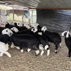 نجد تربيه طليان ورخال